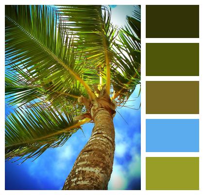 Beach Caribbean Palm Tree Image